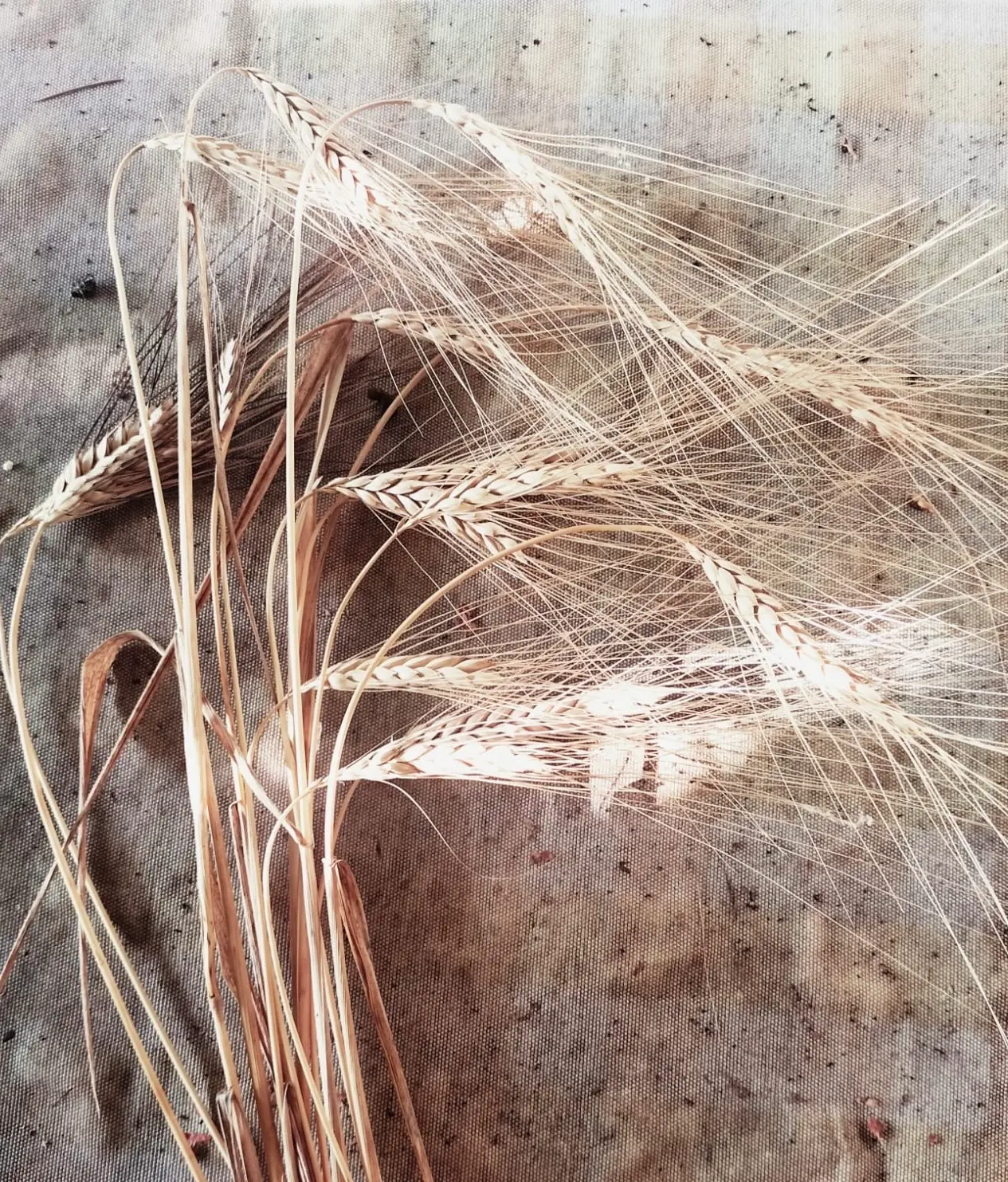 Farro dicocco
